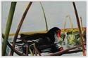 GALLINULE ON LAKE OLIVIA