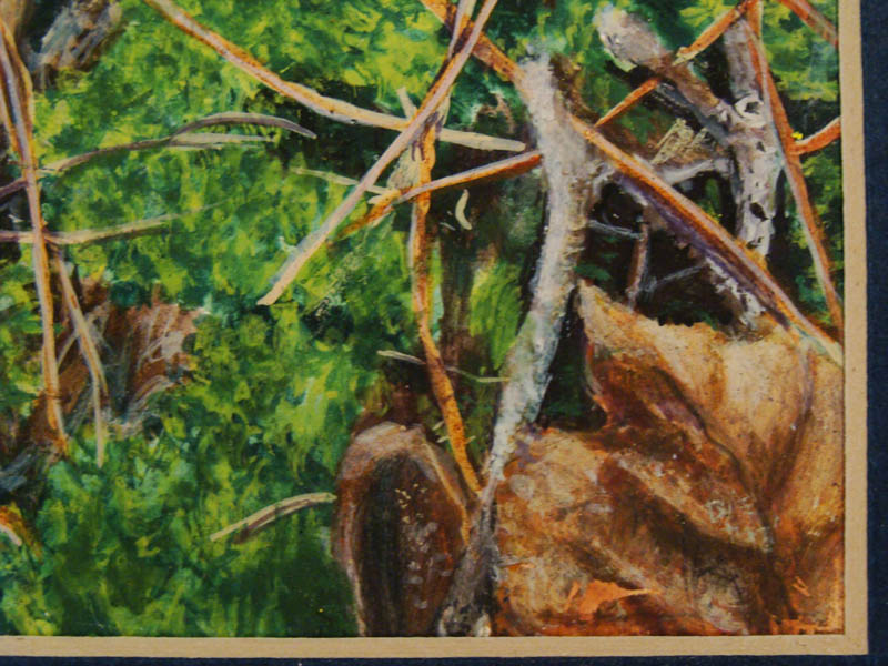 BASE OF THE TREES