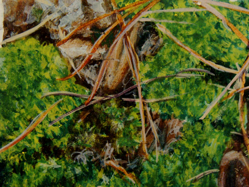 BASE OF THE TREES