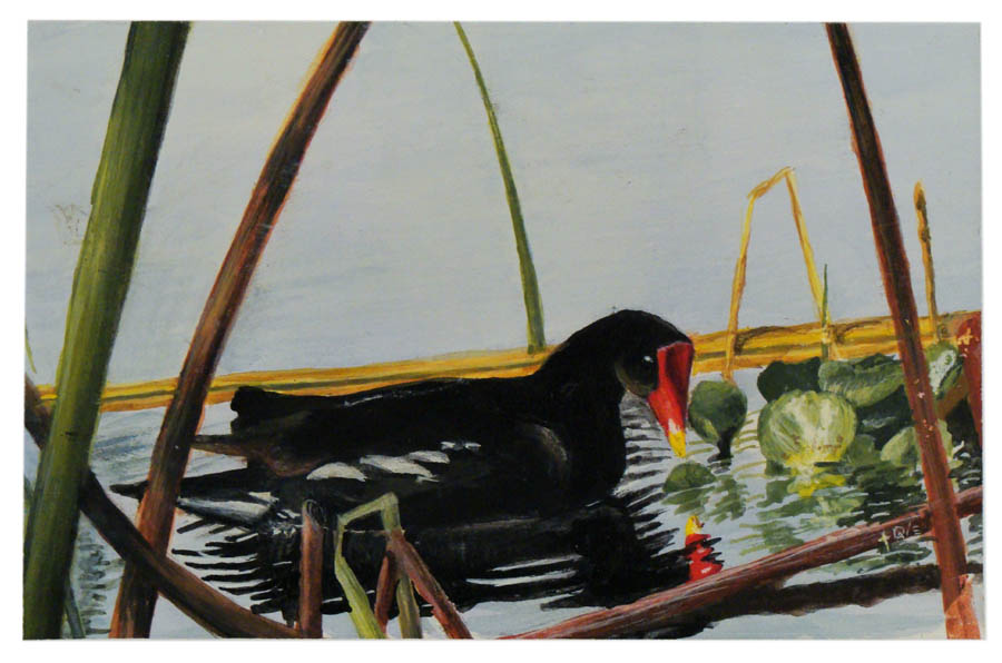 GALLINULE ON LAKE OLIVIA