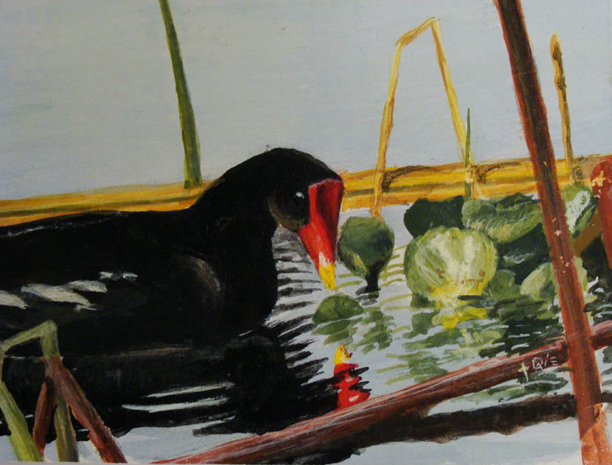 GALLINULE ON LAKE OLIVIA