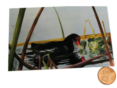 GALLINULE ON LAKE OLIVIA