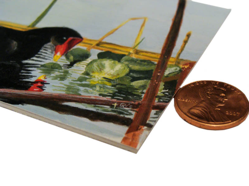 GALLINULE ON LAKE OLIVIA